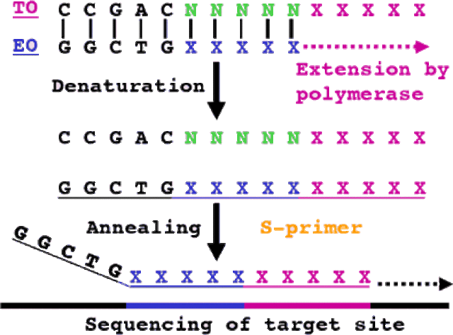 DNA Sequencing