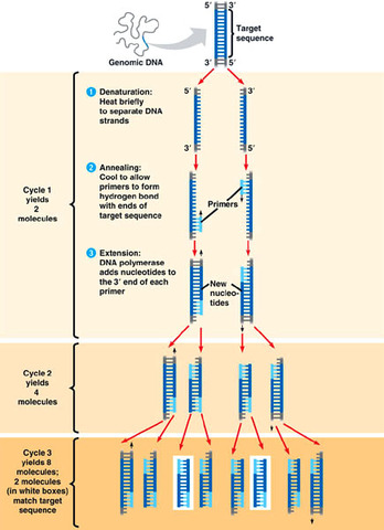 PCR