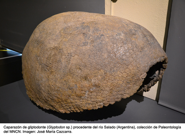 Hallazgo de fósiles, Argentina