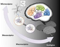 Mitad del siglo XX- Avance en el conocimiento del sistema nervioso