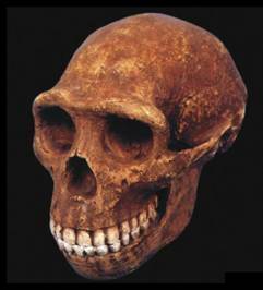 Homo Erectus. L'home que va sortir de l'Àfrica