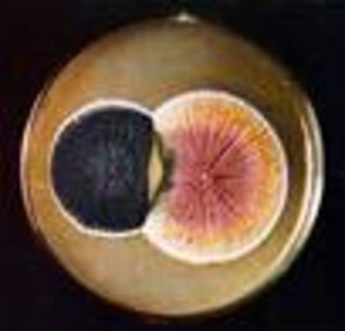 Advance - Fleming: Pencillin