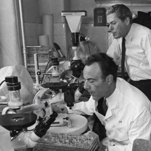 Virus de Inmunodeficiencia Adquirida (VIH)