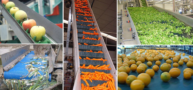 Biofilms repercusión Industria Alimentaria