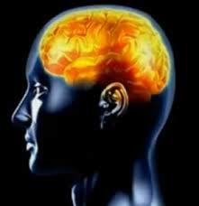 Conceptos en el cerebro