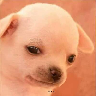 Timeline: Linea del tiempo de Gustavo Montiel