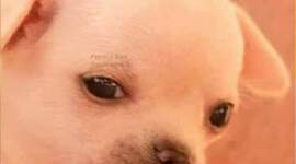 Timeline: Linea del tiempo de Gustavo Montiel