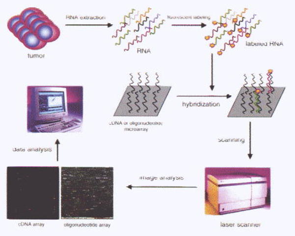 DNA chip technology
