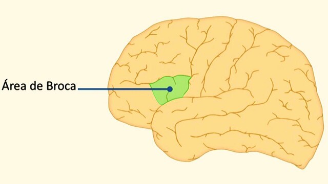 Área de Broca