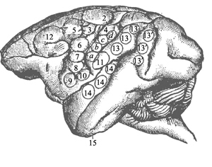 Publicación del estudio " sobre excitabilidad del cerebro"
