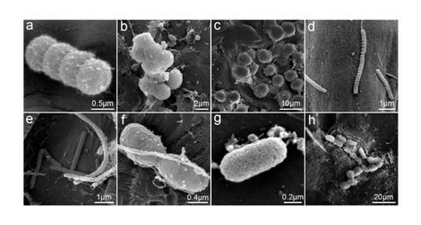 Kluyver A., Van Niel Cornelius. y Stanier R