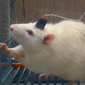 Las ratas de Karl S. Lashley