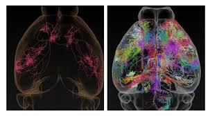 Wilder Penfield y su gran aporte