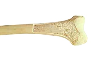 ¡Los huesos son huecos?