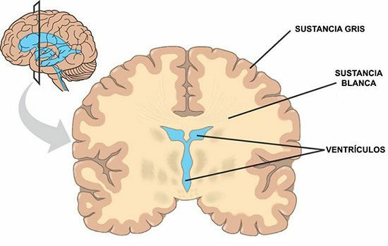 Obra de Thomas Willis