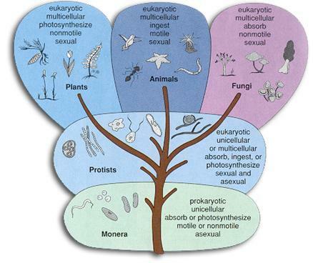 Whittaker propone clasificar la vida en 5 reinos: Plantae, Animalia, Fungi, Monera y Protista
