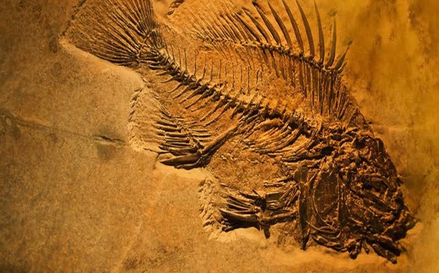 Georges Cuvier creador de la anatomía comparada y de la paleontología