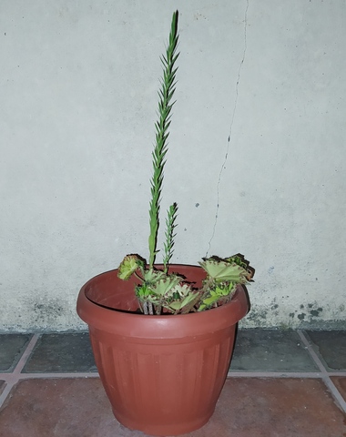 Cuido mi Begonia