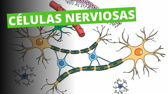 Nuevo método con células nerviosas