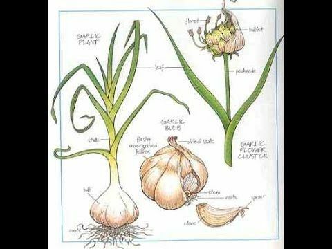 Hipocrátes y Galeno