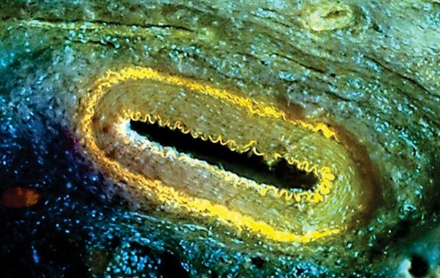 Aplicaciones del Microscopio de luz ultravioleta