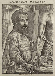 Andres vesalio  ( 1511-1564)