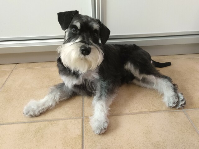 Vaig coneixer el mau gos