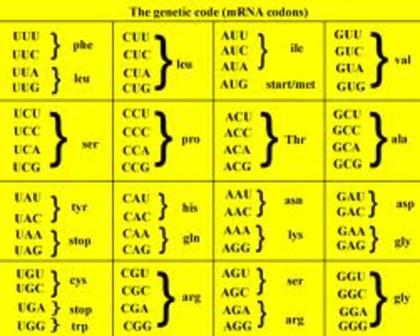 Khorana and Nirenberg
