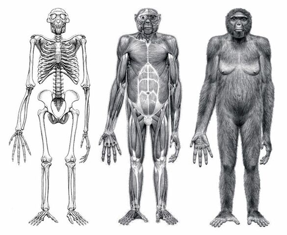 Ardipithecus