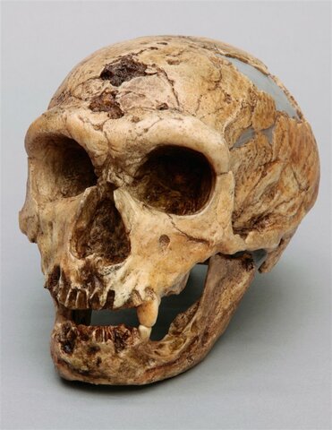 Homo neanderthalensis