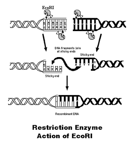 Restriction Enzymes