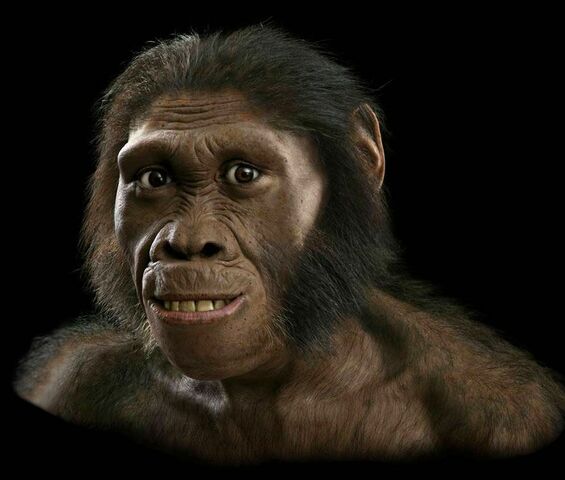 Homo habilis