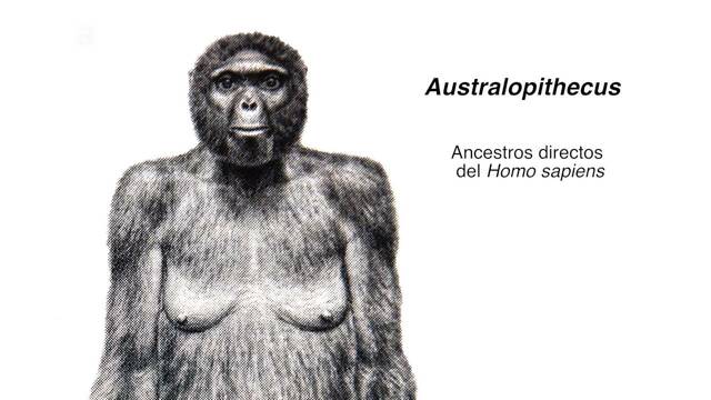 Australopithecus