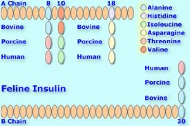 humane insulin