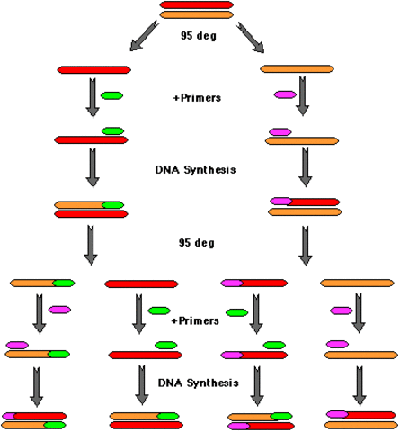 PCR