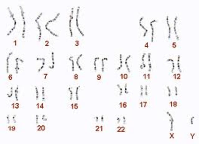 artifical chromesomes