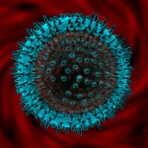 Monoclonal antibody technology is used