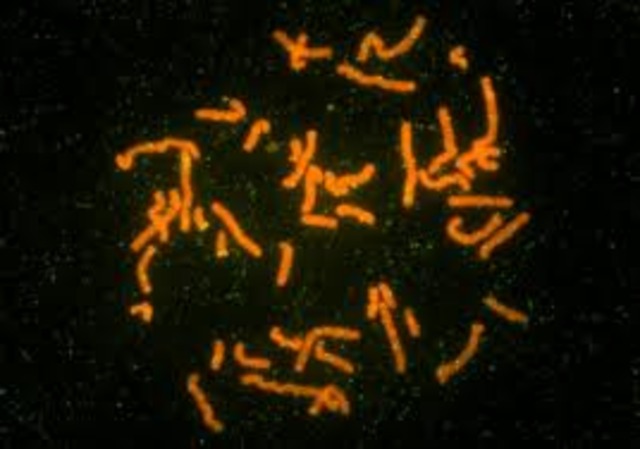 Yeast artificial chromosomes are invented