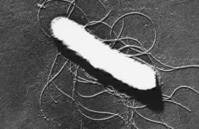 Bacterium Escherichia Coli