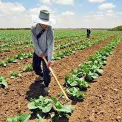 Timeline: Linea de tiempo de la produccion agraria de venezuela