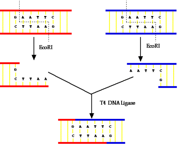 First genetic engineering