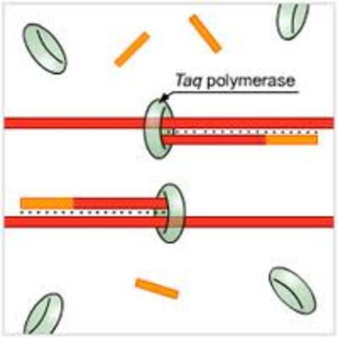Polymerase chain reaction is invented to amplify DNA in the lab