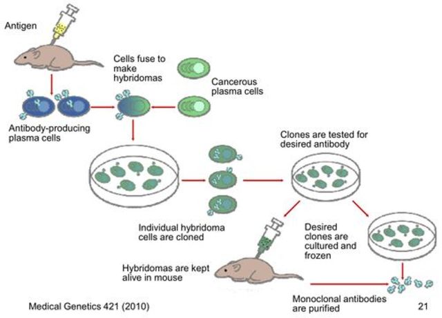 Monoclonal antibody technology