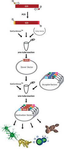 Yeast Artificial Chromosomes
