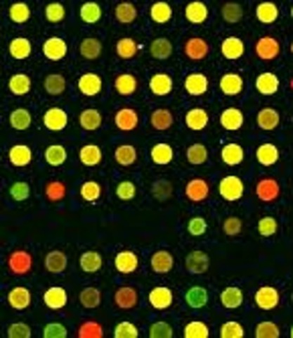 DNA microarray technology was invented