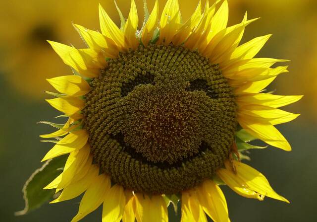 Filosofía Analítica