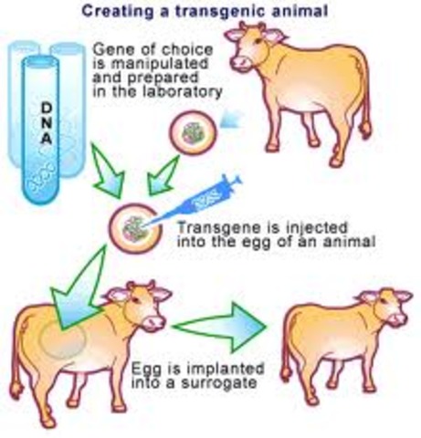 Transgenic animals