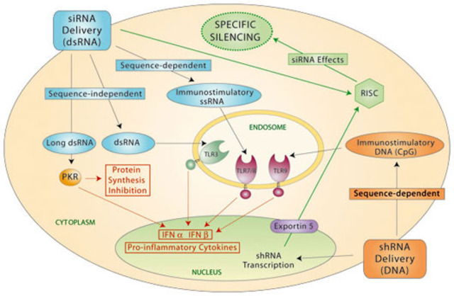 RNA Interference
