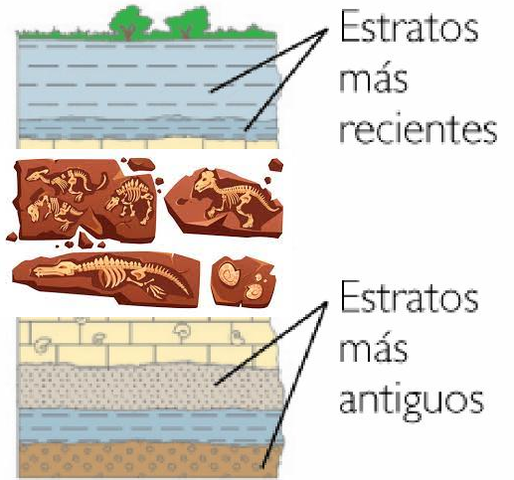 Siglo XIX. PRINCIPIO DE IDENTIDAD PALEONTOLOGICA