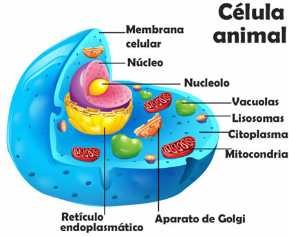 CELULA